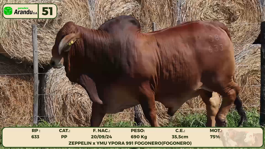 Lote LOTE 51