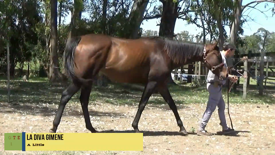 Lote LA DIVA GIMENEZ