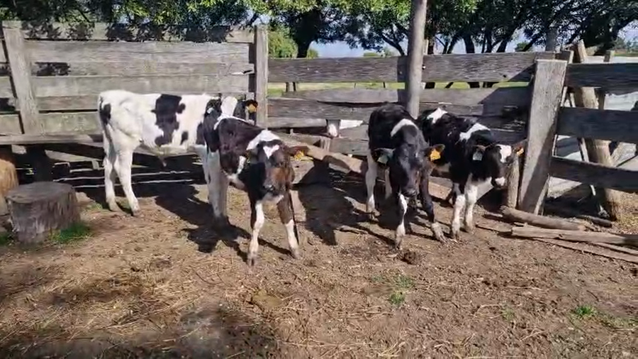 Lote 4 Terneros a remate en Pantalla Aniversario - Escritorio Camy 80kg - , San José