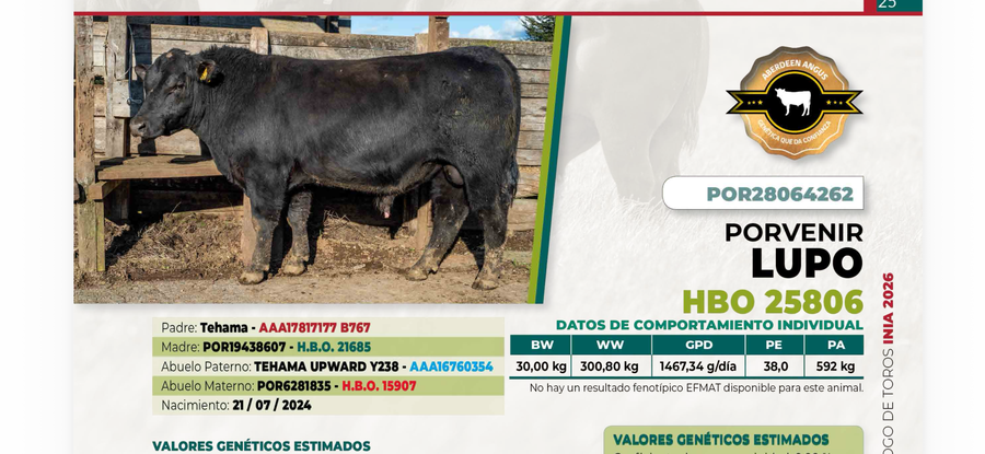 Lote 1 Toro LUPO DIIO 4262