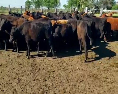 Lote 60 Terneros en Villaguay, Entre Ríos