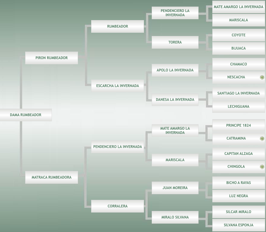 Lote Dama Rumbeadora