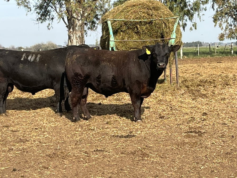 Lote TOROS PUROS CONTROLADOS