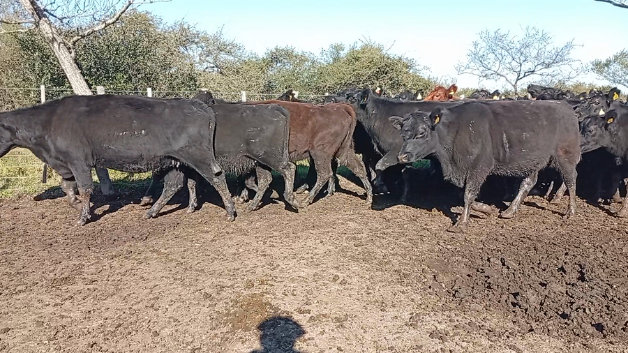 Lote 38 Vacas de invernar