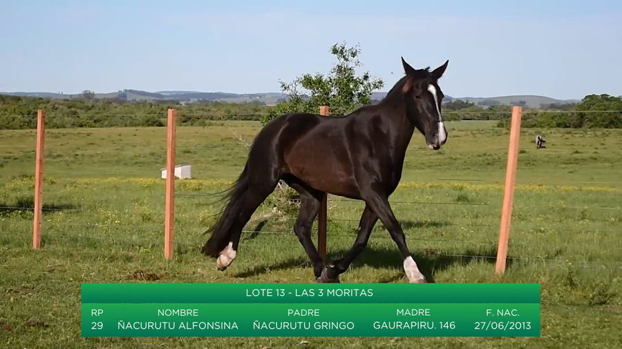 Lote Ñacurutu Alfonsina