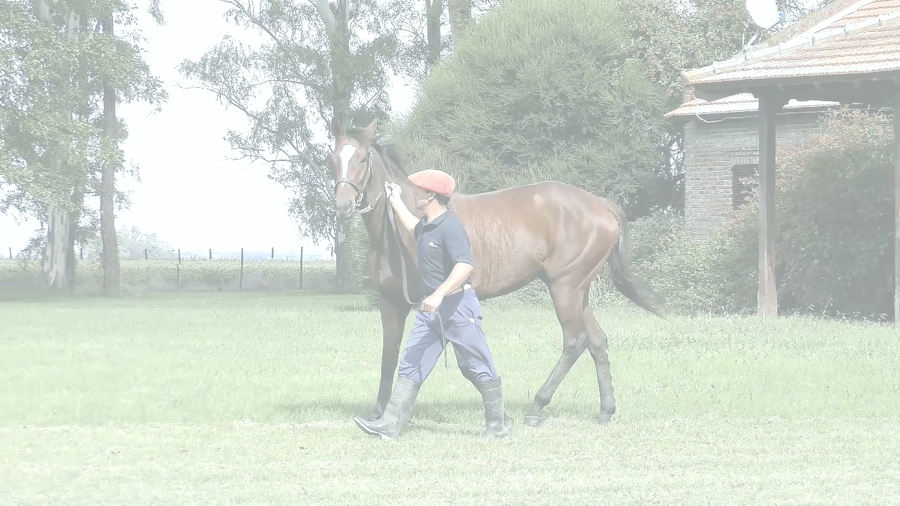 Lote SOVIET BEAUTY (SUGGESTIVE BOY -  SOVIET LADY) EN TRAINING