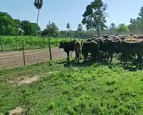 Lote 110 Terneros en Gral. San Martín, Chaco