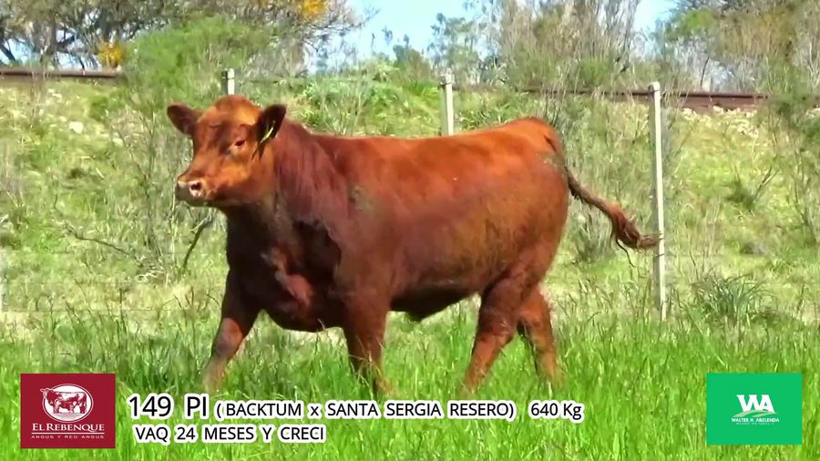 Lote Toros a remate en Angus el Rebenque  en Asociación Rural de Florida
