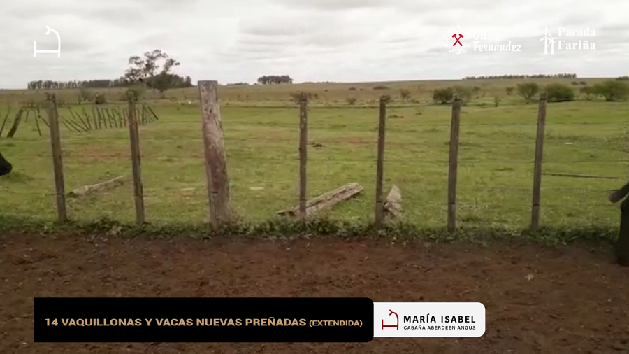 Lote 14 Vaquillonas y vacas nuevas preñadas