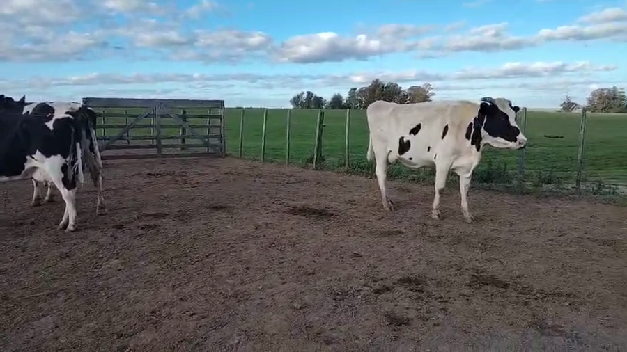 Lote 3 Vacas de cría a remate en Pantalla Aniversario - Escritorio Camy, San José