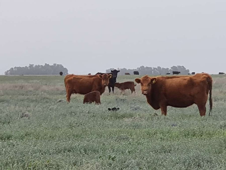 Lote 250 Vaquillonas en Darregueira, Buenos Aires