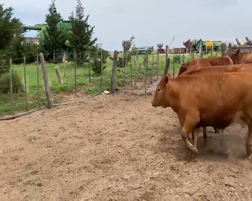 Lote (Vendido)18 Novillos a remate en Primer Remate Virtual, Córdoba