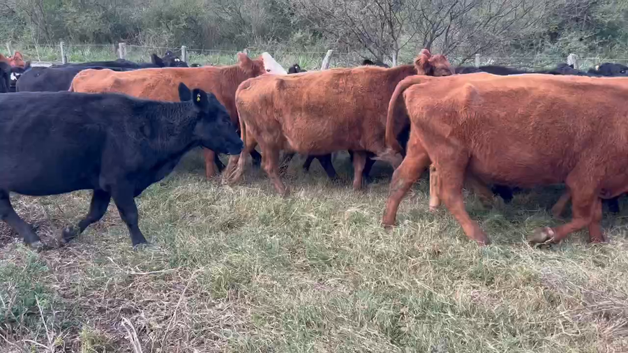 Lote 34 Vacas de invernar en Durazno, Entre Ríos