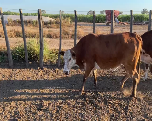 Lote 85 Vacas de invernar en Bandera, Santiago del Estero