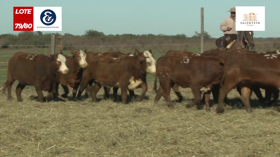 Lote Vaquillas Braford Generales para Servicio (Aptas Reproductivas por Tacto Rectal)