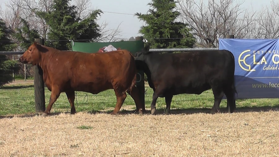 Lote VAQUILLONAS A. ANGUS PURO PEDIGREE