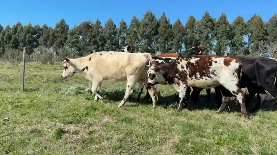 Lote VACAS ENTORADAS
