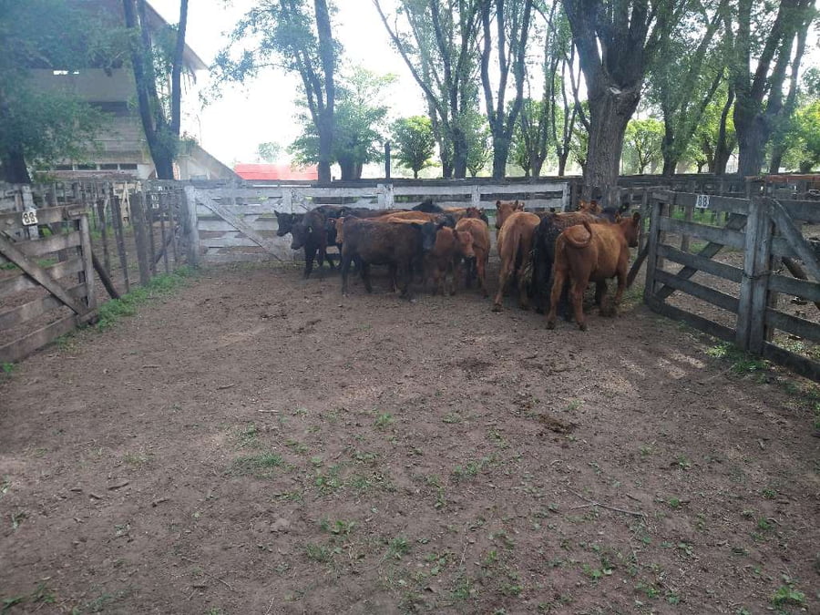 Lote 17 Terneras en Gral. Lamadrid, Buenos Aires