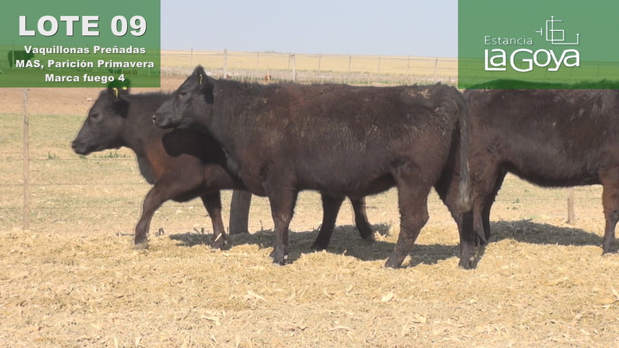 Lote VAQUILLONAS PREÑADAS MAS PARICIÓN PRIMAVERA