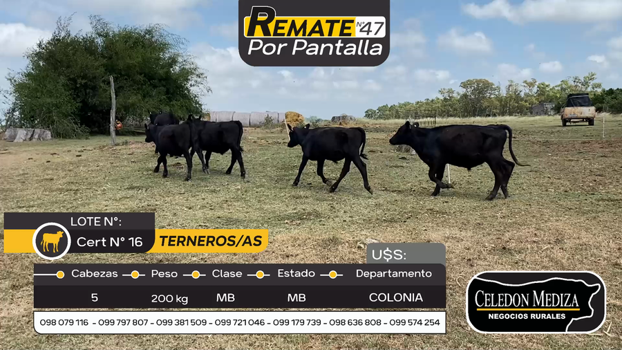 Lote 5 Terneros y Terneras en Colonia