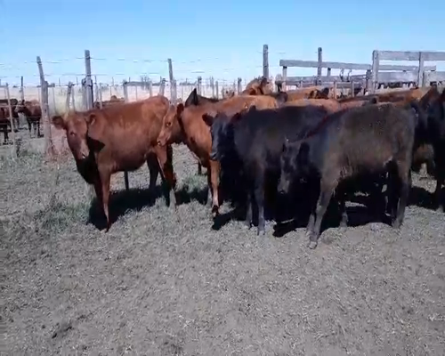 Lote 65 Terneras en Gral. Lamadrid, Buenos Aires