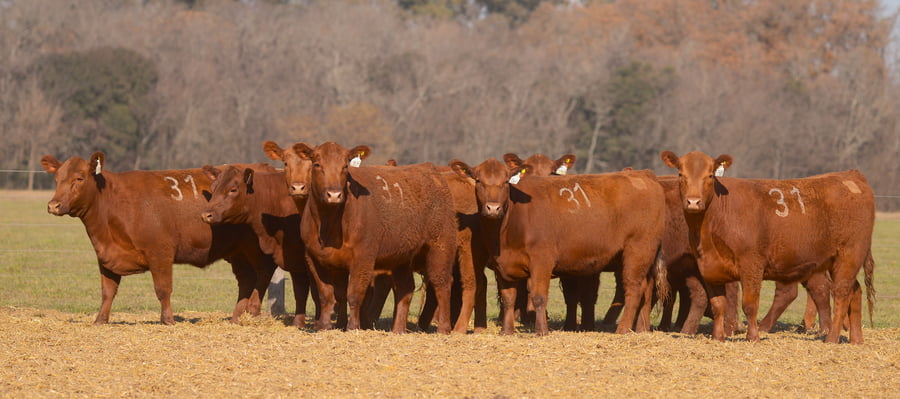 Lote VAQUILLONAS ANGUS PC PARICION OTOÑO