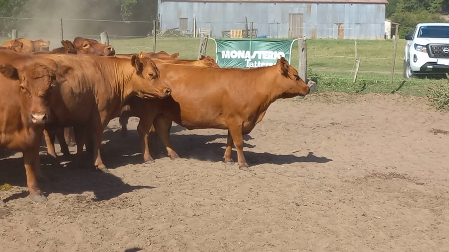 Lote 36 Vacas usadas preñadas Daireaux