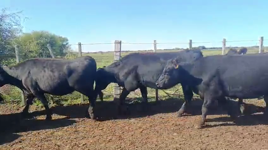 Lote VAQUILLONAS PREÑADAS