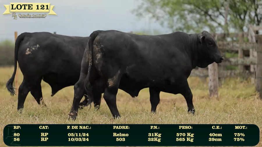 Lote LOTE 121