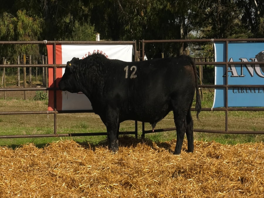 Lote TOROS ANGUS NEGROS PC