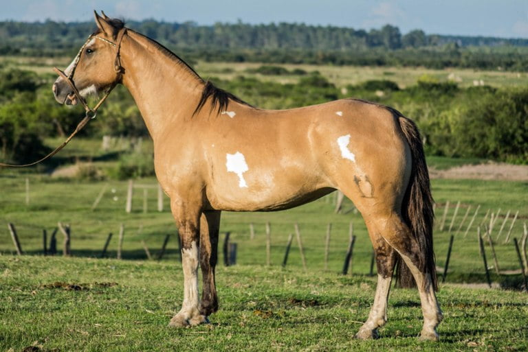 Lote CONSTANCIA RABICANA 1686