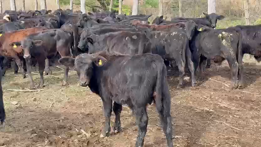 Lote 130 Terneros/as