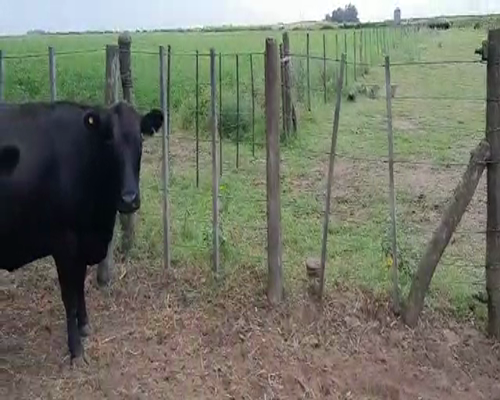 Lote 22 Vaquillonas preñadas en Pellegrini, Buenos Aires