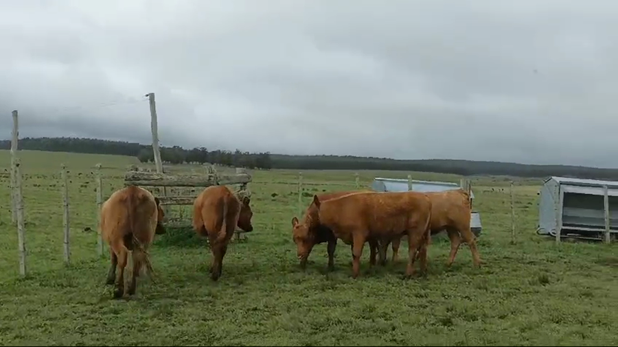 Lote 5 Vaquillonas SA