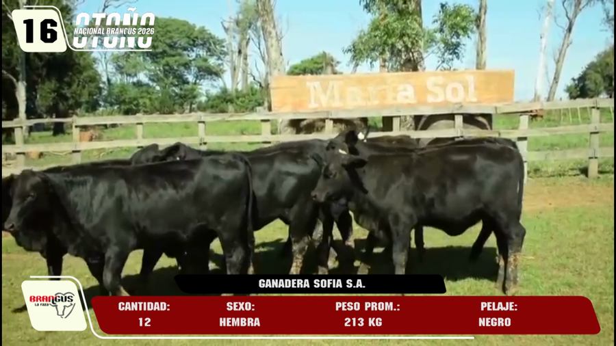 Lote LOTE 16