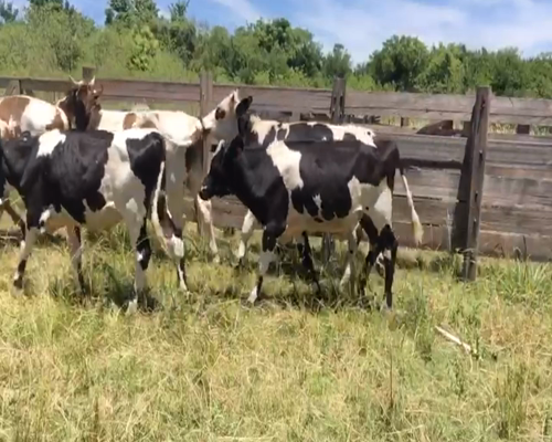 Lote (Vendido)6 Terneros HOL-NOR-CR a remate en 2da Pantalla ENTRE MARTILLOS 270kg -  en JUAN SOLER