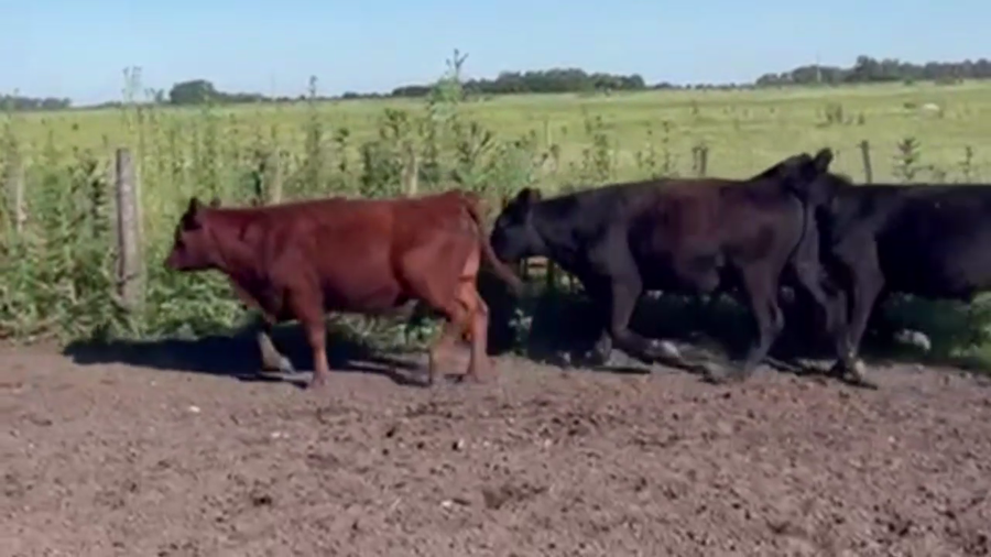 Lote 28 TERNS. MACHOS, EN SALADILLO, BS. AS.