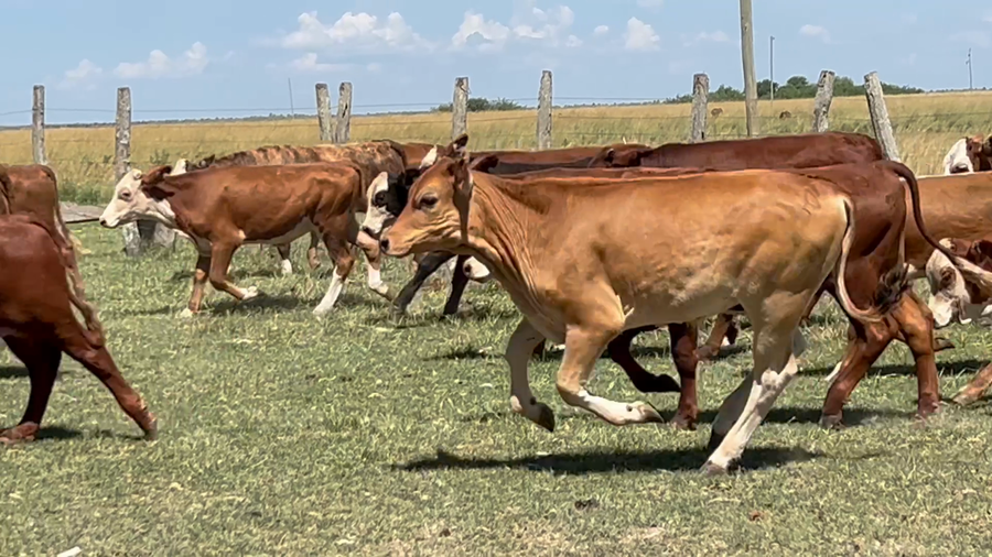 Lote 58 Terneros en Corrientes, Concepción