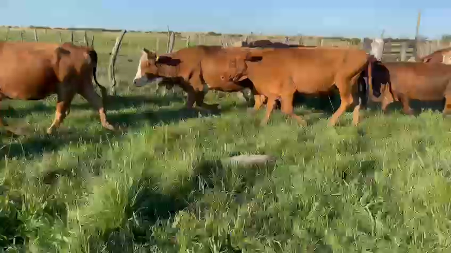 Lote 35 Vacas de invernar