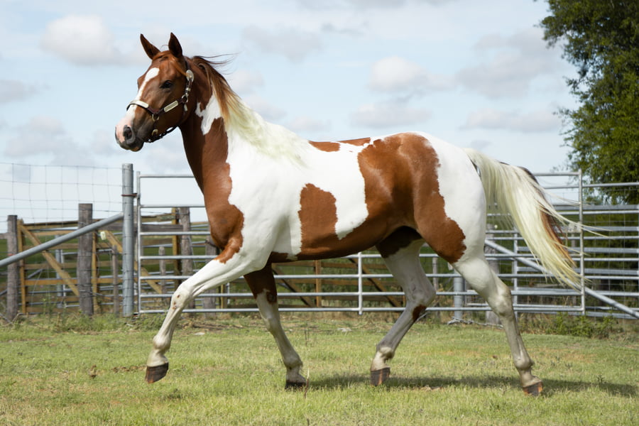 Lote SB RAPUNZEL COLORS