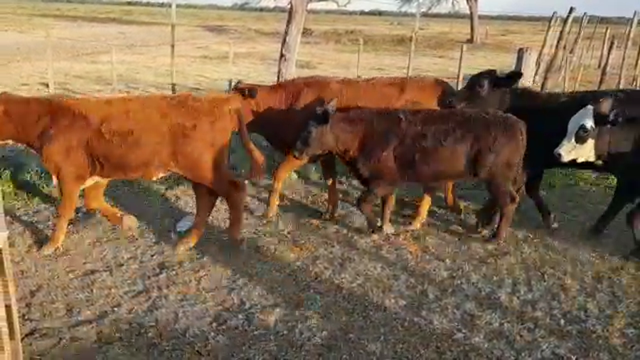 Lote 63 Terneros/as en Santa Sylvina, Chaco