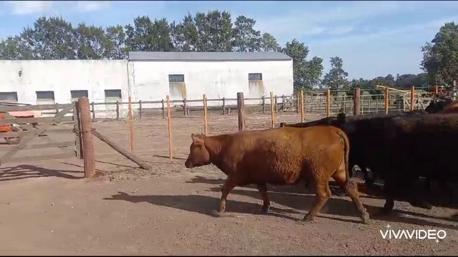 Lote 13 Vaquillonas C/ cria en Gral. Belgrano, Buenos Aires