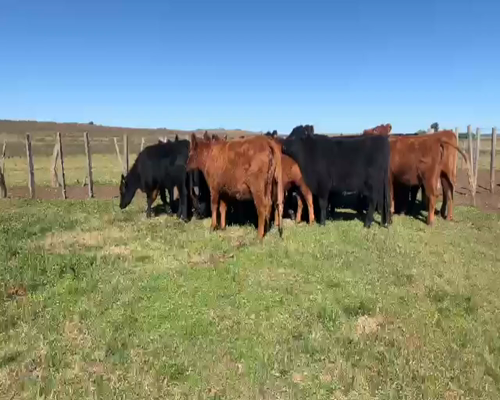 Lote VAQUILLONAS PREÑADAS