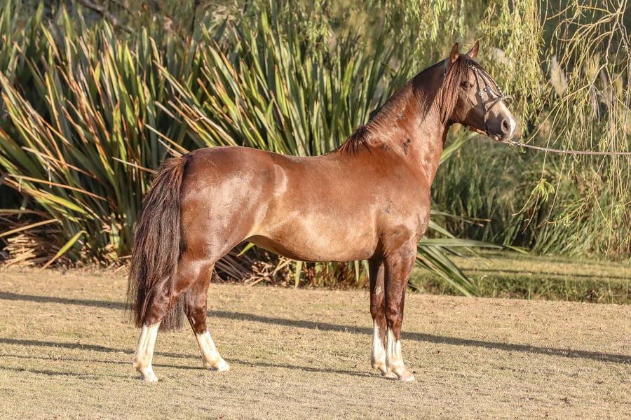 Lote FEDERAL CAPO