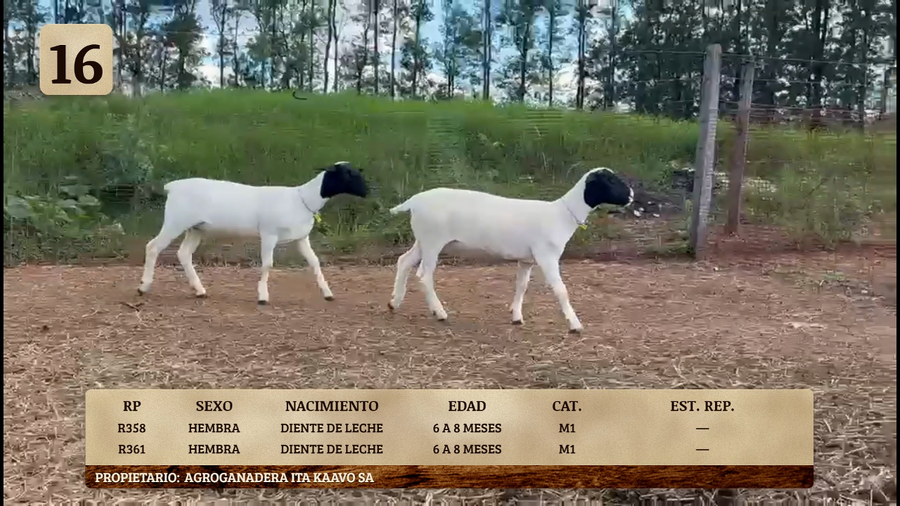 Lote LOTE 16