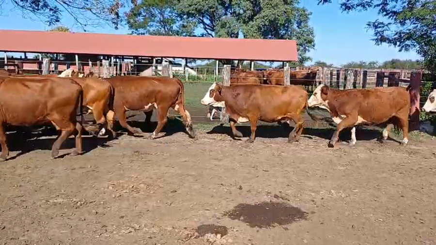 Lote 33 Vacas nuevas Preñadas en Corrientes, Curuzú-Cuatiá