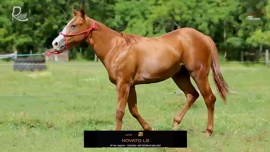 Lote NOVATO LS