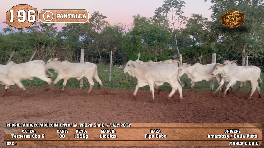 Lote LOTE 196 - PANTALLA