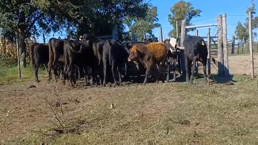 Lote 18 Terneras 2 HE/ AA - 16 ANGUS a remate en #44 Pantalla Carmelo 135kg -  en RODO