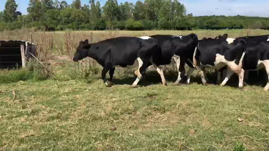 Lote 7 vaquillonas holando en servicio